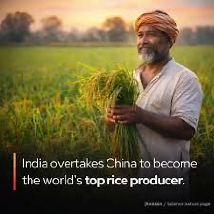 Agricultural Sector Milestone: India Surpasses China as Largest Rice Producer